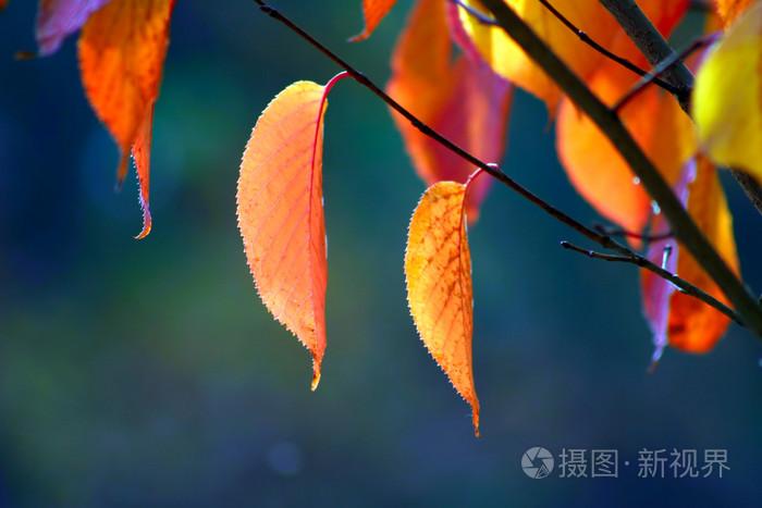 久久久久久久久免费看无码,日韩国产毛片,av一二三区在线播放